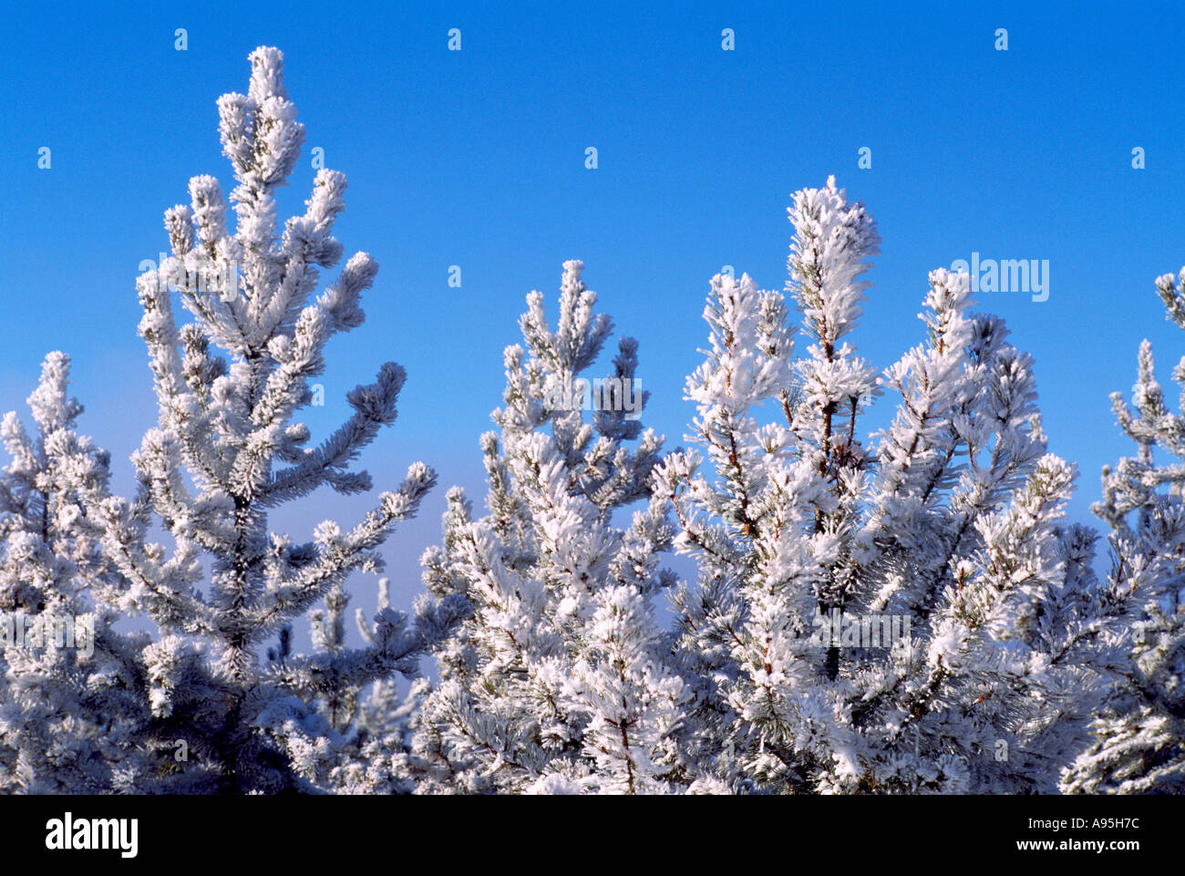 Frost bedeckt und tief verschneiten Kiefern (Pinus) Bäume im Norden von British Columbia, Kanada Stockfoto