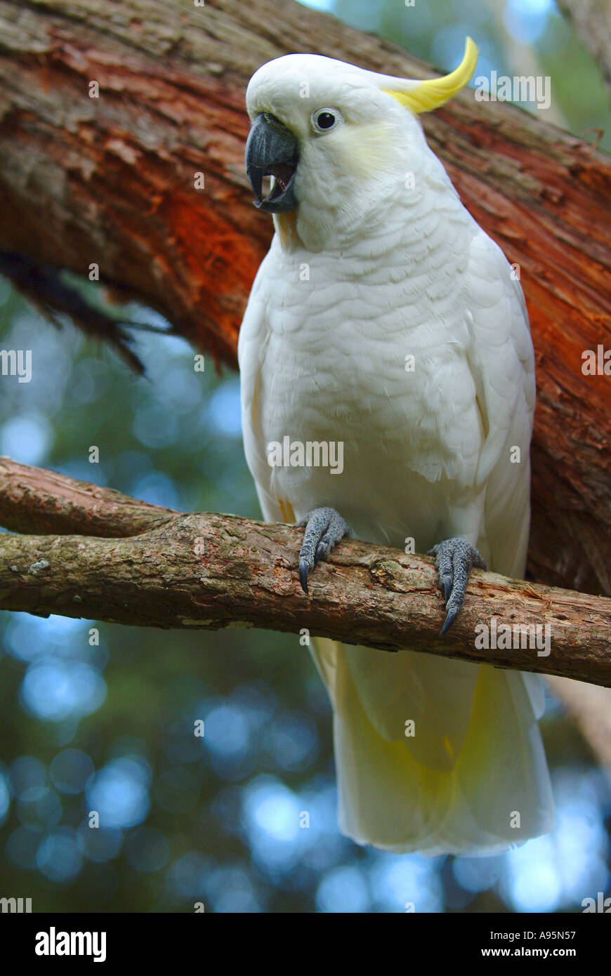 Australische weie Kakadu in Baum Stockfotografie - Alamy