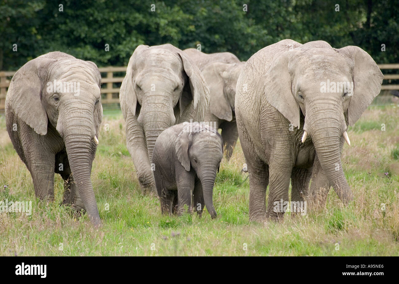 Afrikanische Elefanten Gruppe Stockfoto
