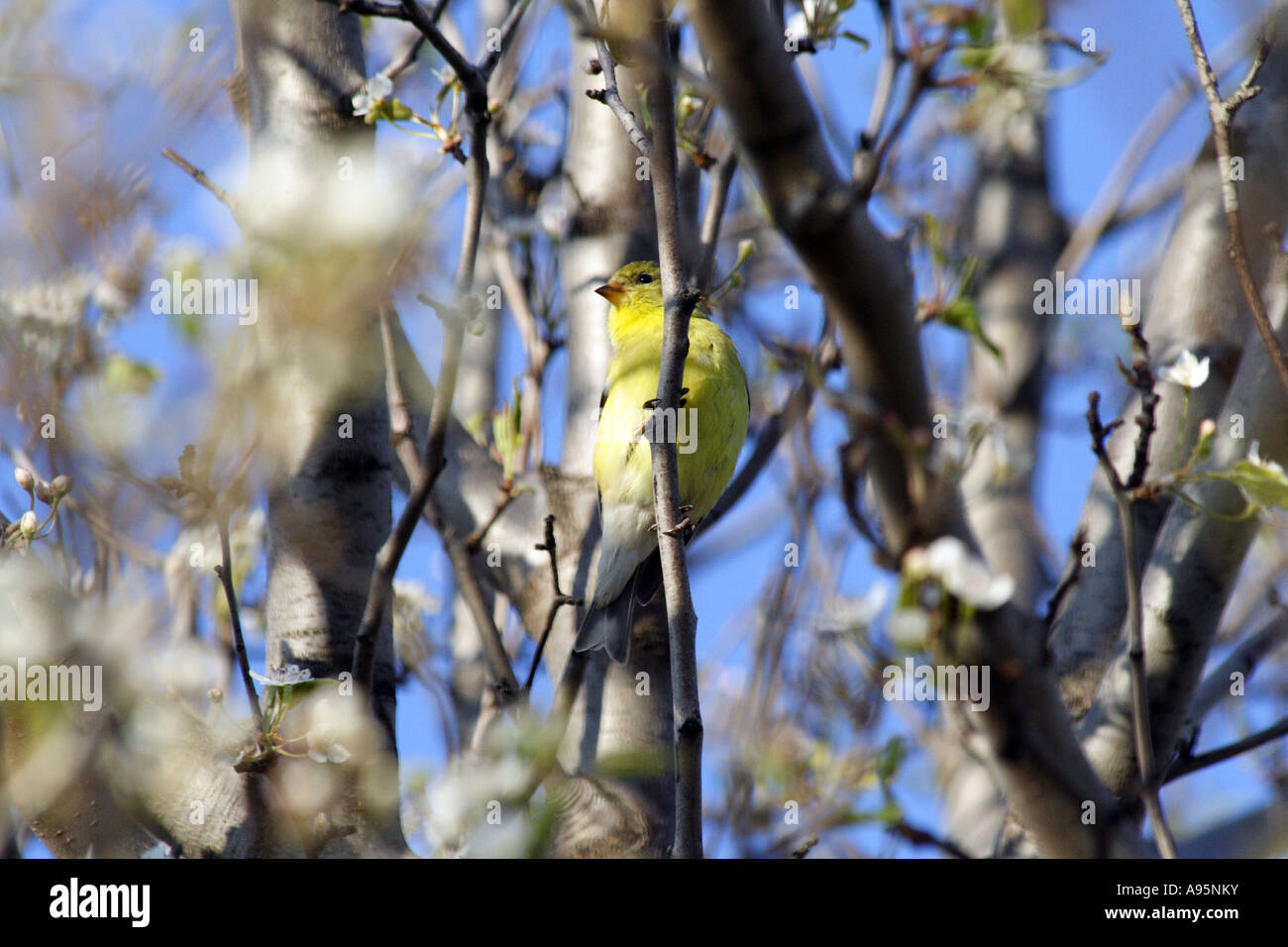 Amerikanische Stieglitz (Zuchtjahr Tristis), wilde Kanarischen Stockfoto