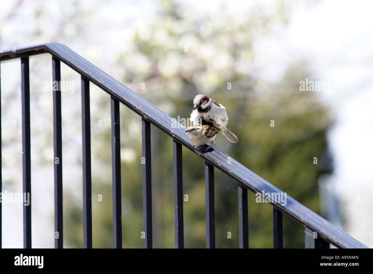 Spatz Vogel Stockfoto