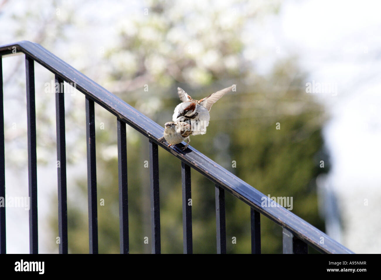 Spatz Vogel Stockfoto