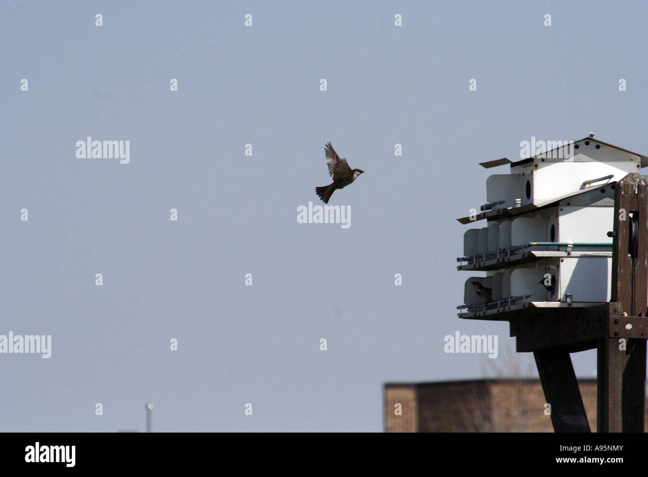 Spatz Vogel Stockfoto