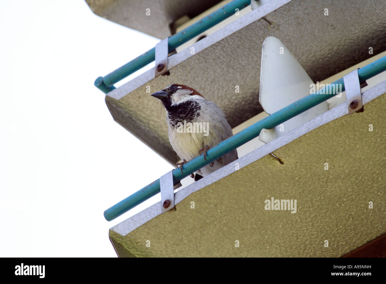 Spatz Vogel Stockfoto