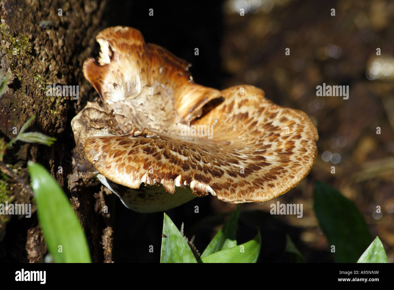 Pilz Stockfoto