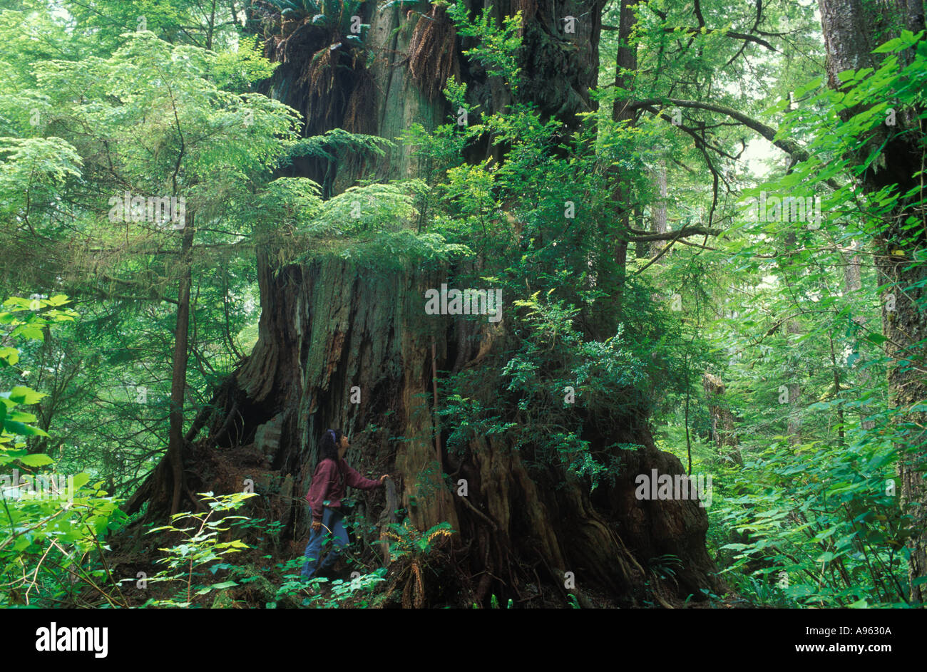 Giant Cedar Clayoquot Sound Vancouver Island in British Columbia Kanada Stockfoto