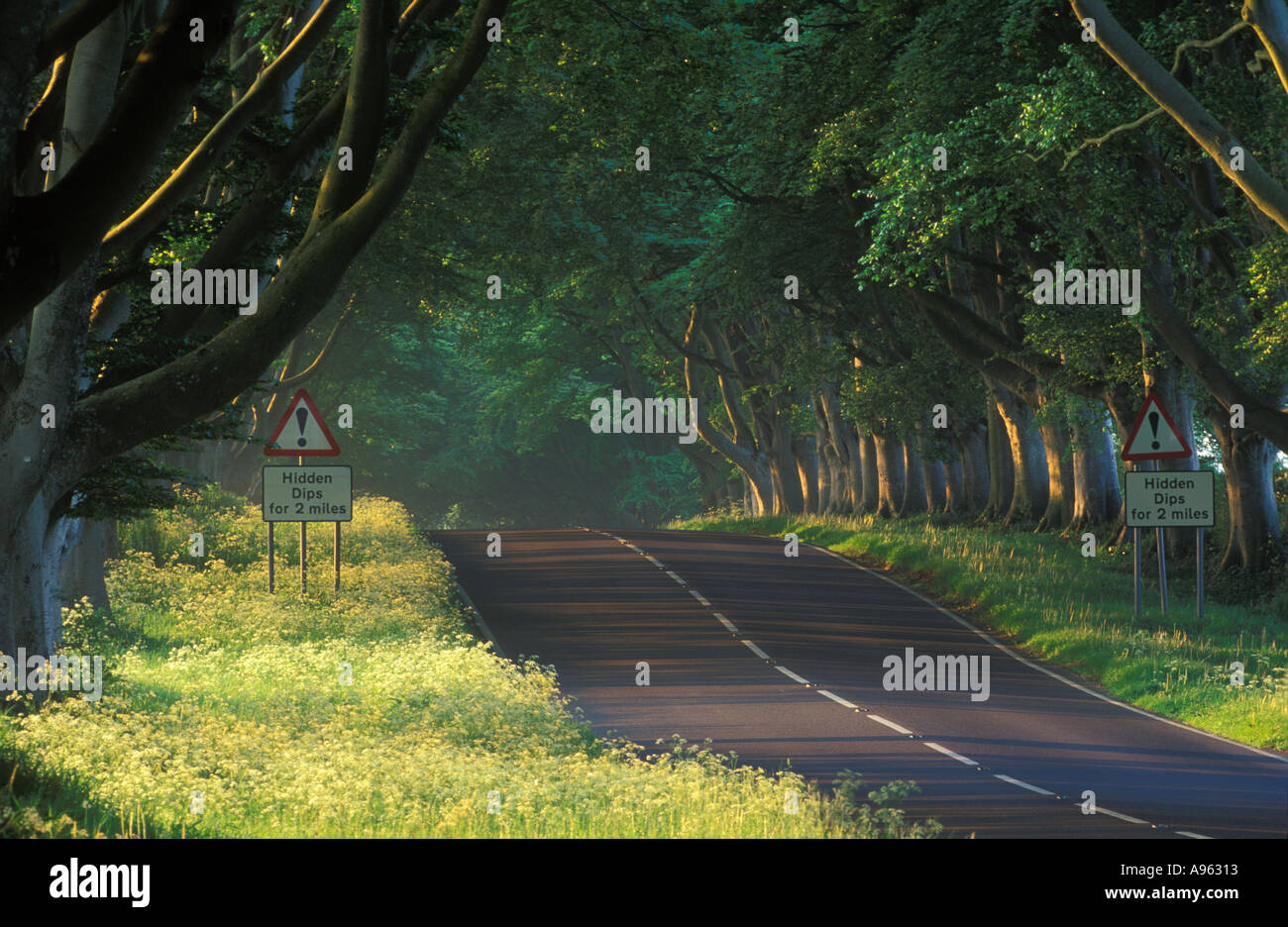 Von Bäumen gesäumten Straße Nr. Wimborne Dorset UK Stockfoto