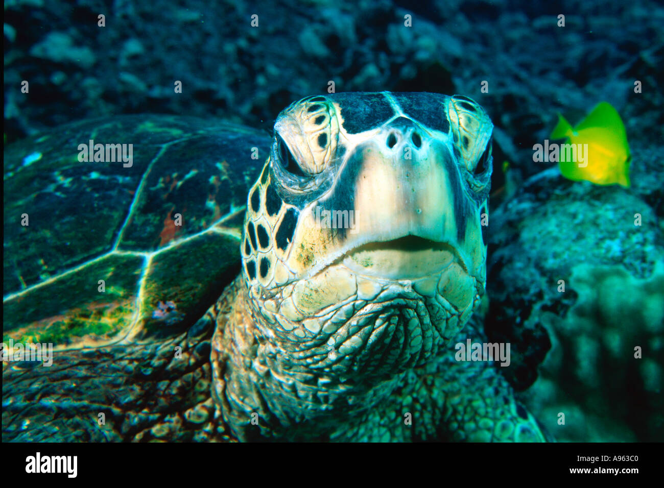 Grüne Meeresschildkröte Kopf Detail Chelonia Mydas Kailua-Kona-Hawaii-N-Pazifik Stockfoto