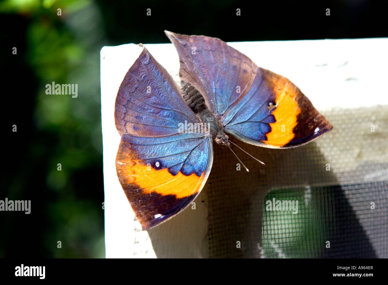 Schmetterling sonnen sich auf Fliegengitter. Stockfoto