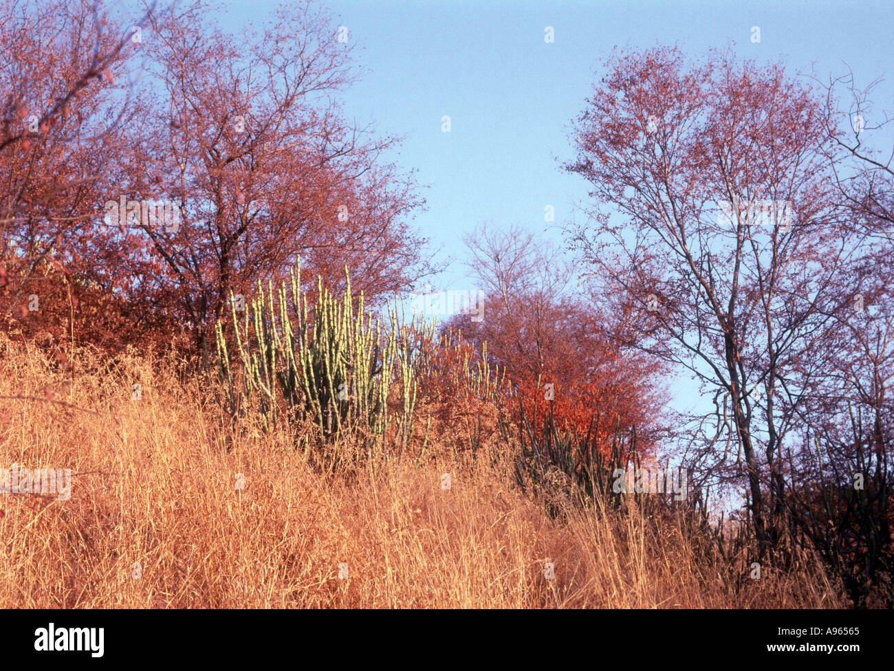Indien Ranthambhore Rajastha Landschaft Blick trockene getrocknete Grasbaum Stockfoto