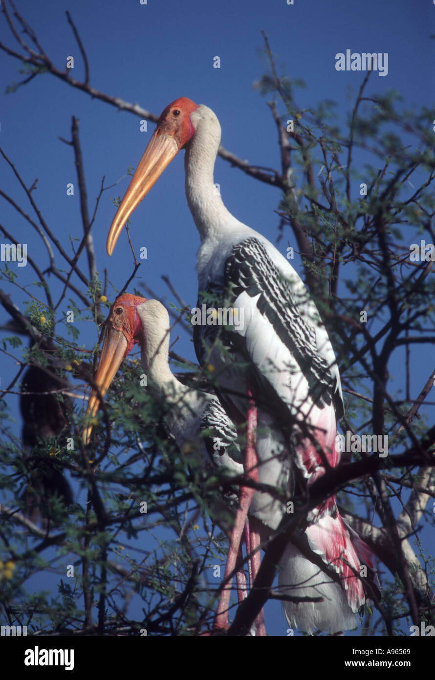 Indien Wildlife Baby Bharatpur Vogel Vögel Heronry Keoladeo eingebettet gemalt Rajasthan Storch Störche jung Stockfoto