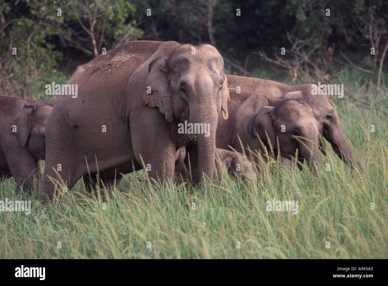 Indien-Tierwelt Stockfoto