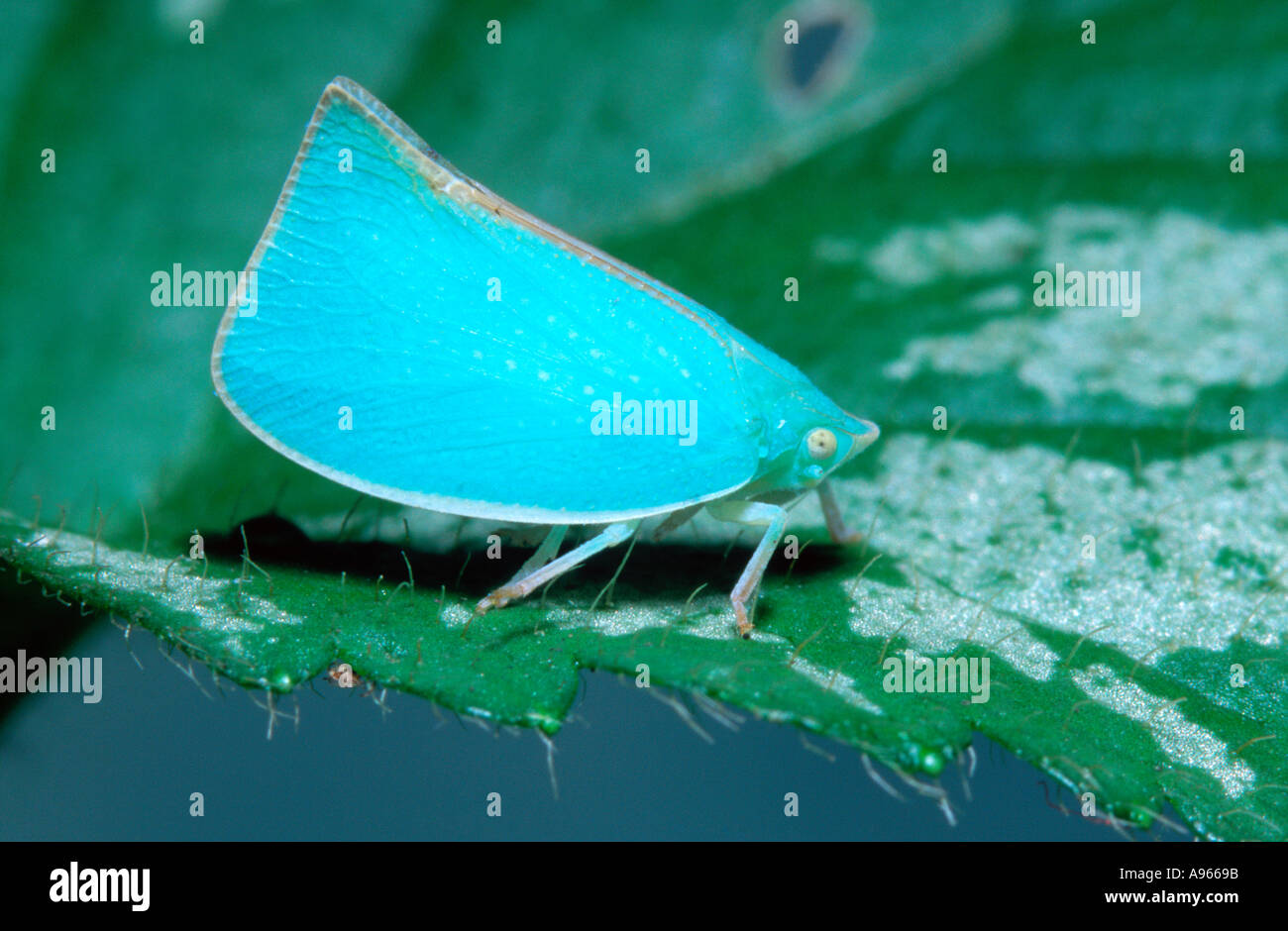 Ungewöhnliche blaue Form eines grünen planthopper (Siphanta acuta) Stockfoto