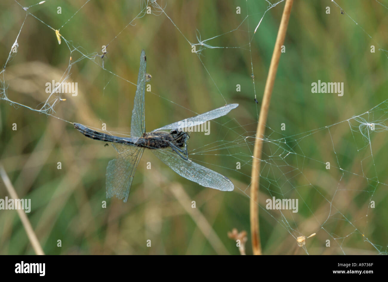 Schwarzen Darter Libelle (Sympetrum Scoticum) in einem Spinnennetz gefangen Stockfoto