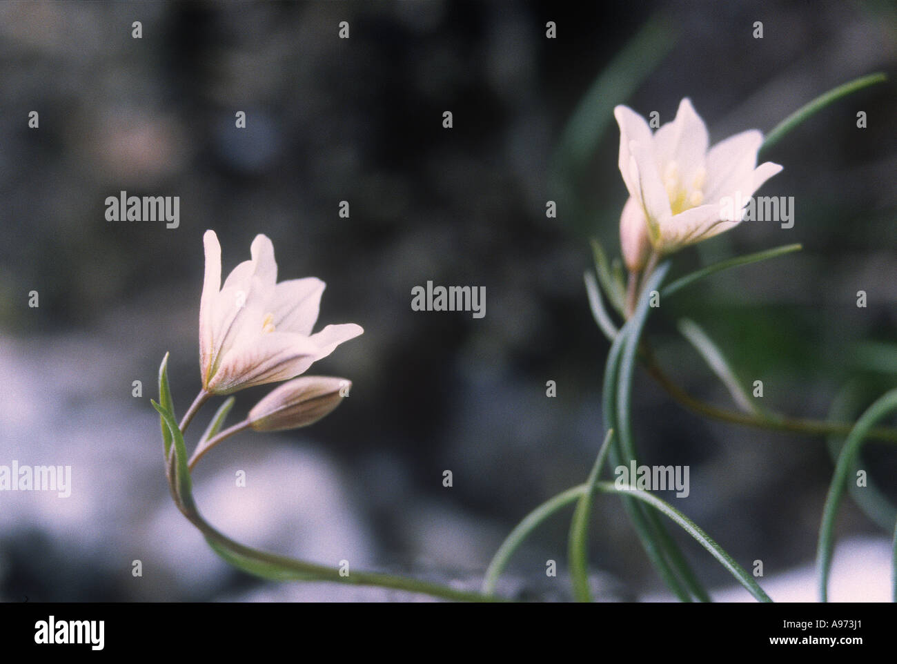 Snowdon Lilie Blumen Natur Wales Stockfoto