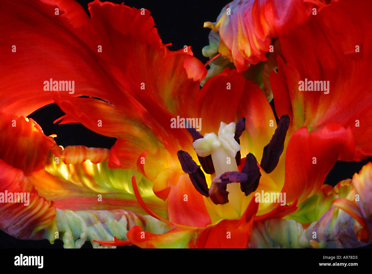 Tulipa Flamenco. Eine pulsierende Explosion der Farben in rot, Papagei-Tulpen Stockfoto