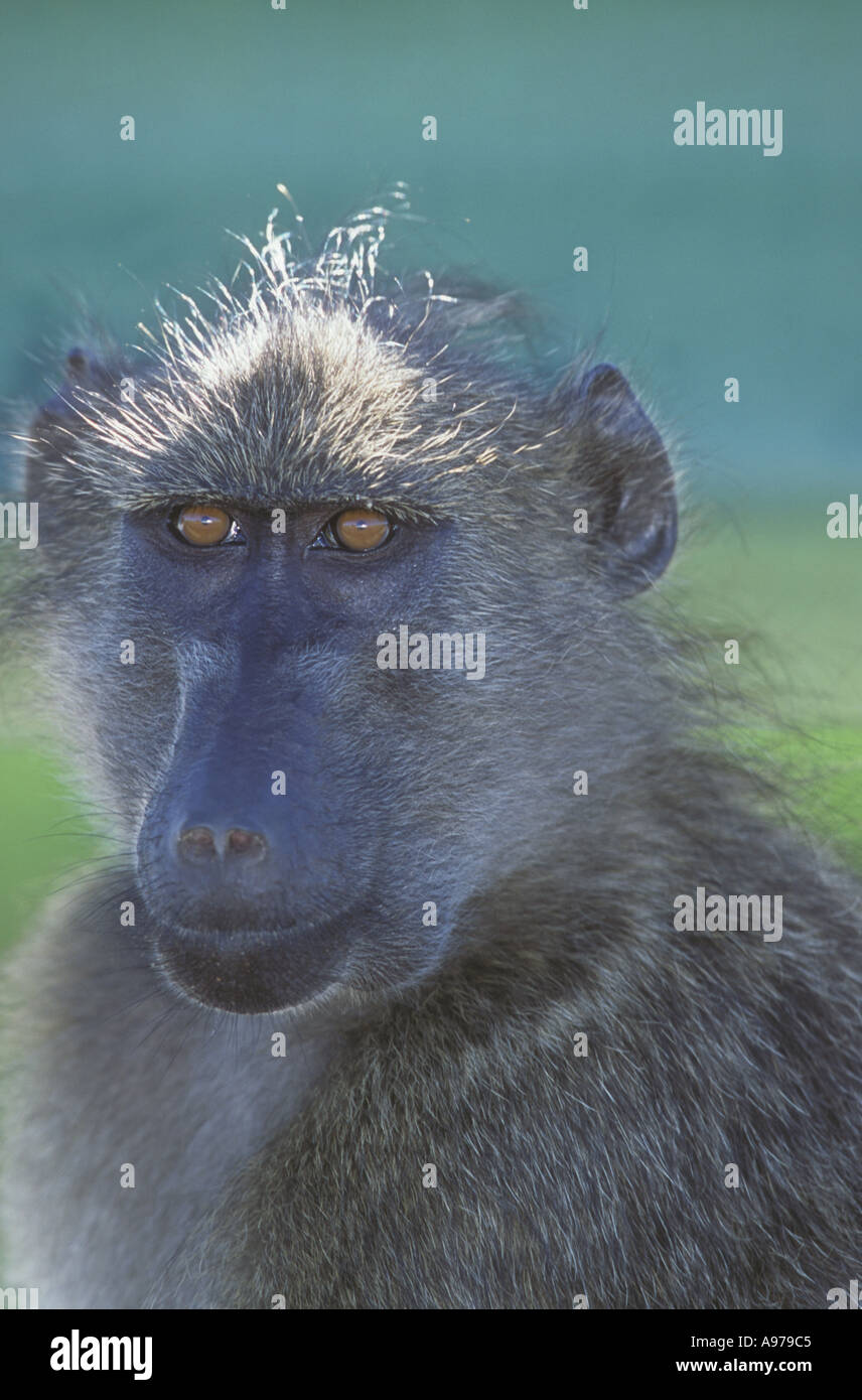 Porträt einer Chacma Pavian Papio Cynocephalus Ursinusside geben einen komischen Seitenblick Stockfoto