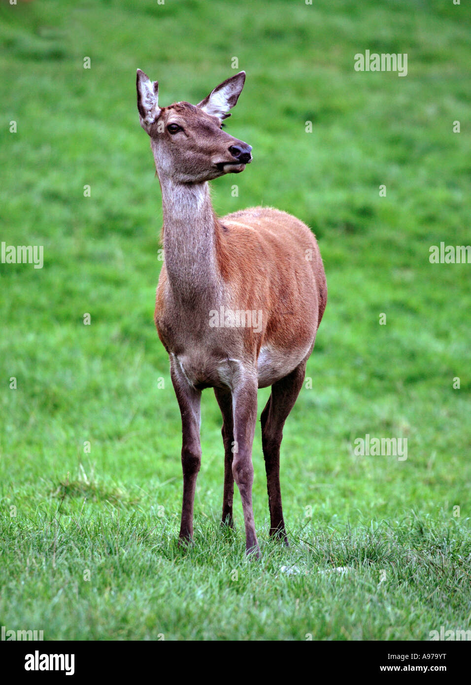Red Deer Hind Stockfoto
