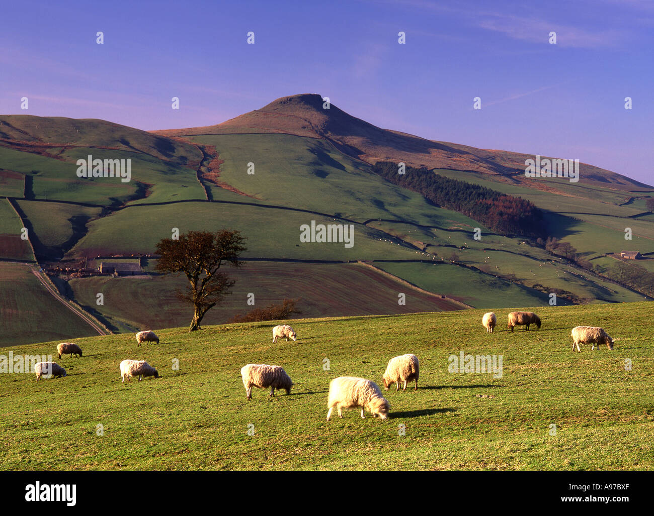 Herde von Schafen unterhalb der Gipfel Shutlingsloe, in der Nähe von Wildboarclough, Cheshire, Peak District National Park, England, Vereinigtes Königreich Stockfoto