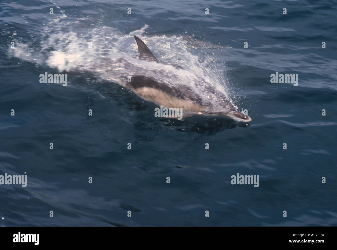 Flasche Nosed Dolphin Marine Stockfoto