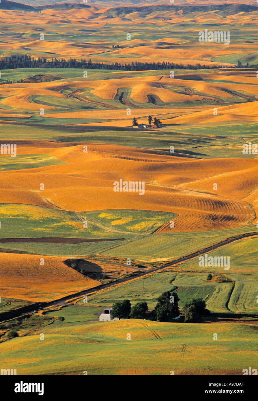 Palouse Washington State USA Stockfoto