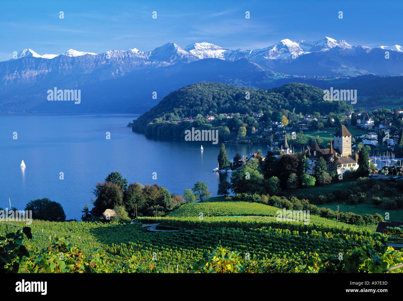 Spiez am Thunersee Berner Oberland Schweiz Stockfoto