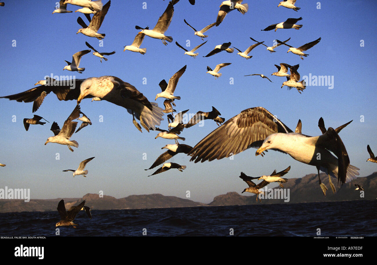 Möwen im Flug False Bay-Südafrika Stockfoto