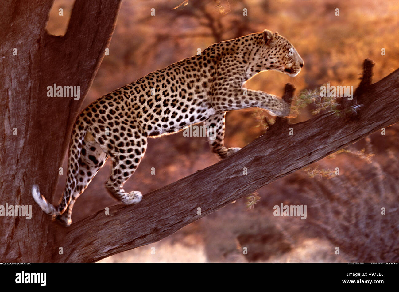 Leopard-Namibia Stockfoto