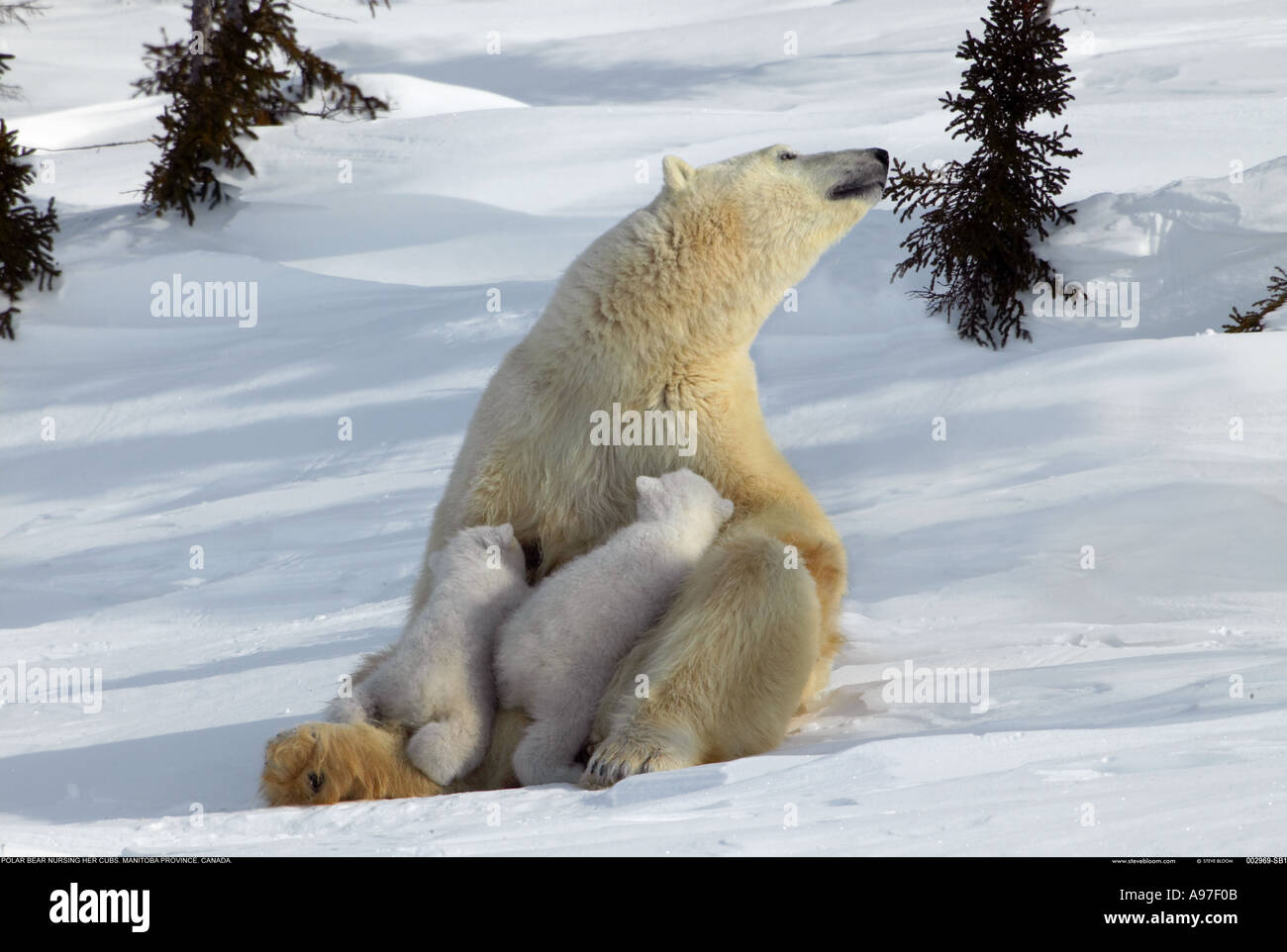 Polar Bär Mutter Pflege junger jungen Manitoba Kanada Stockfoto