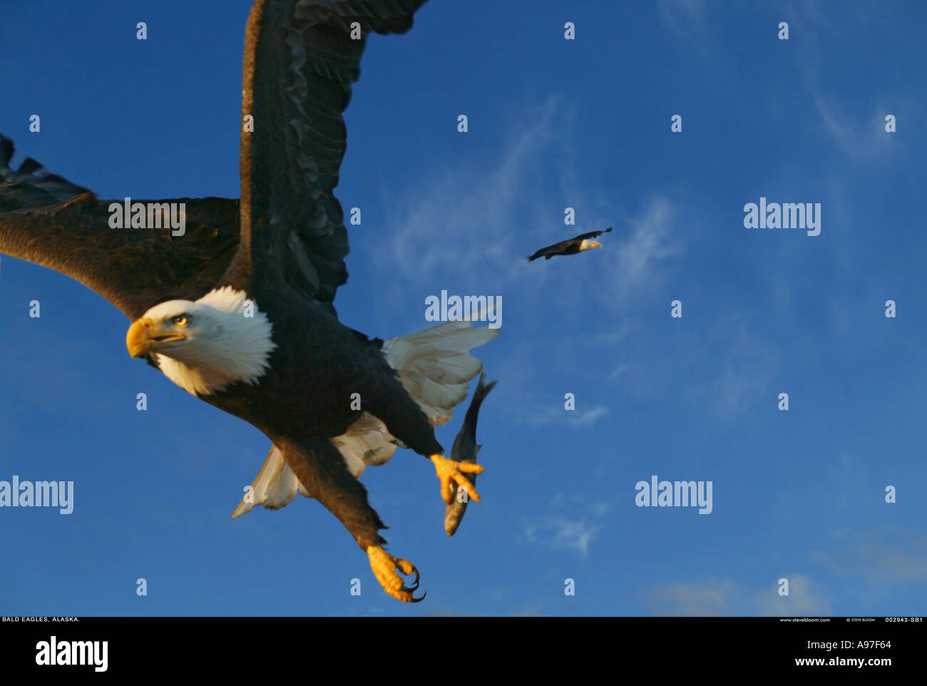 Weißkopf-Seeadler fliegen gegen blauen Himmel Alaska Stockfoto