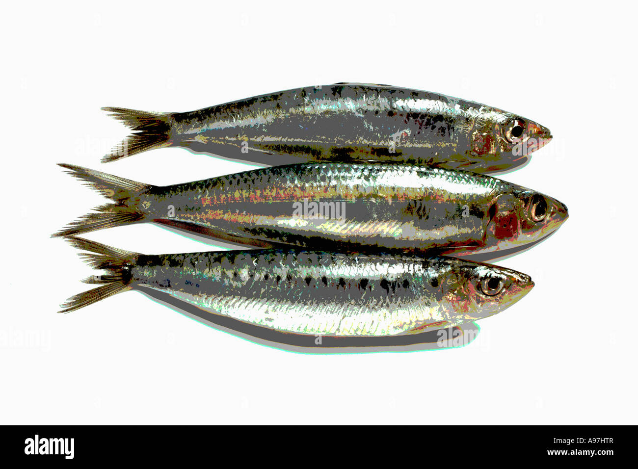 Drei Sardinen mit Spezialeffekt FoodCollection fotografiert Stockfoto