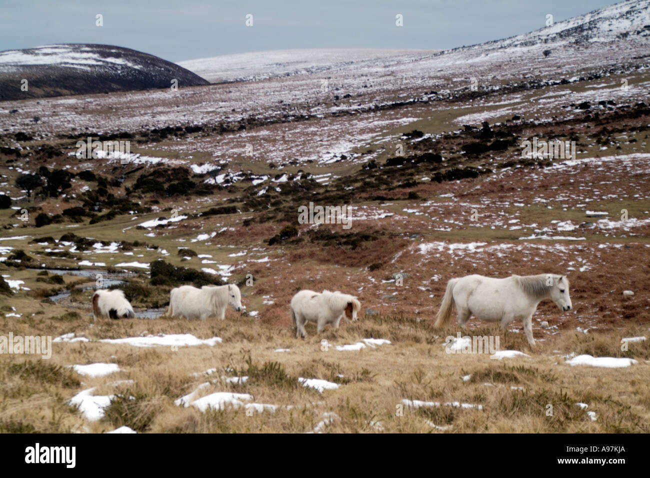 Dartmoor ponies in winter Fotos und Bildmaterial in hoher Auflösung