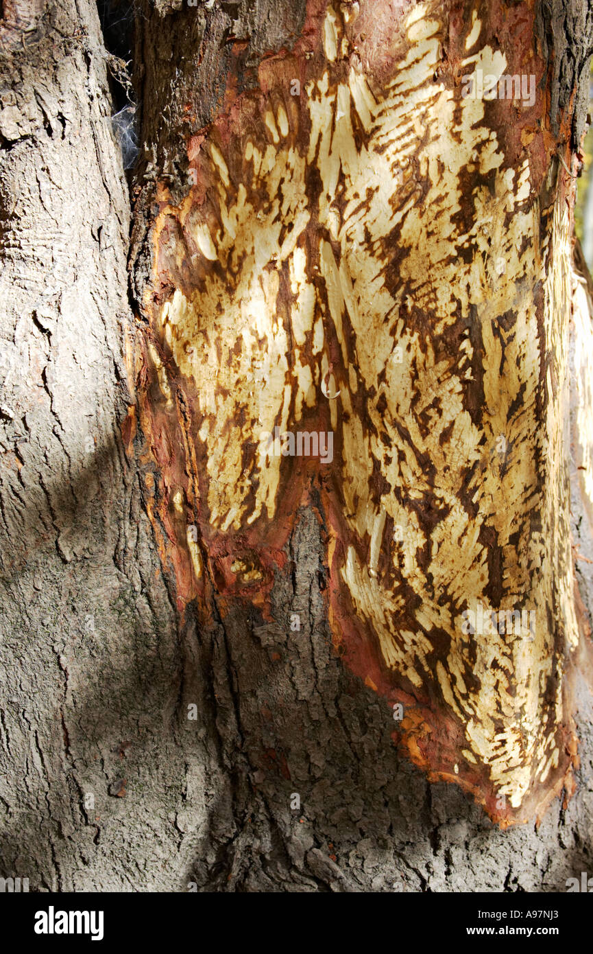 ILLINOIS Wright Wald Wald bewahren Beaver Zahn markiert deutlich am Stamm des Baumes Stockfoto