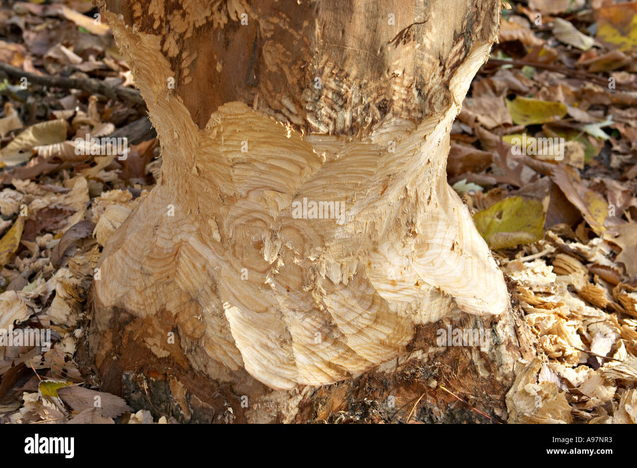 ILLINOIS Wright Wald Wald bewahren Beaver Zahnmarkierungen zeigt sich am Stamm des Baumrinde entfernt Beweise des Kauens Stockfoto