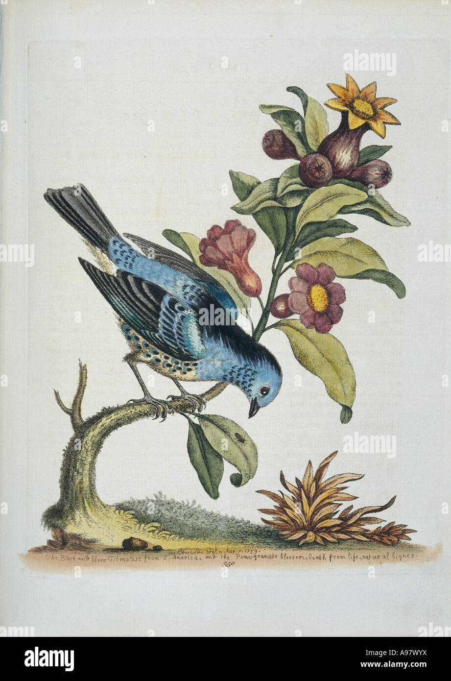 Platte aus der Nachlese der Naturgeschichte von George Edwards Stockfoto