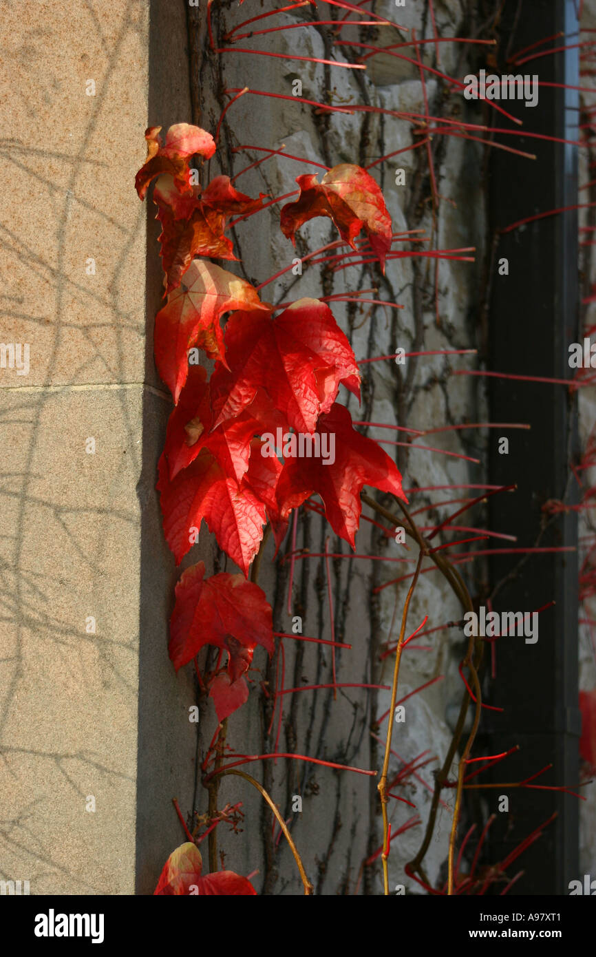 lateinische Name Parthenocissus Tricuspidata gemeinsamen Namen Boston-Efeu  roter Efeu Klettern Pflanze wchst Wand Stockfotografie - Alamy