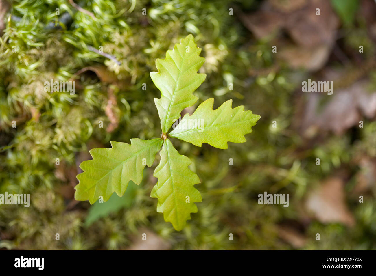 Sessile Eiche Sämling (Quercus Petraea) wächst auf moosigem Waldboden, Isle of Mull, Vereinigtes Königreich Stockfoto