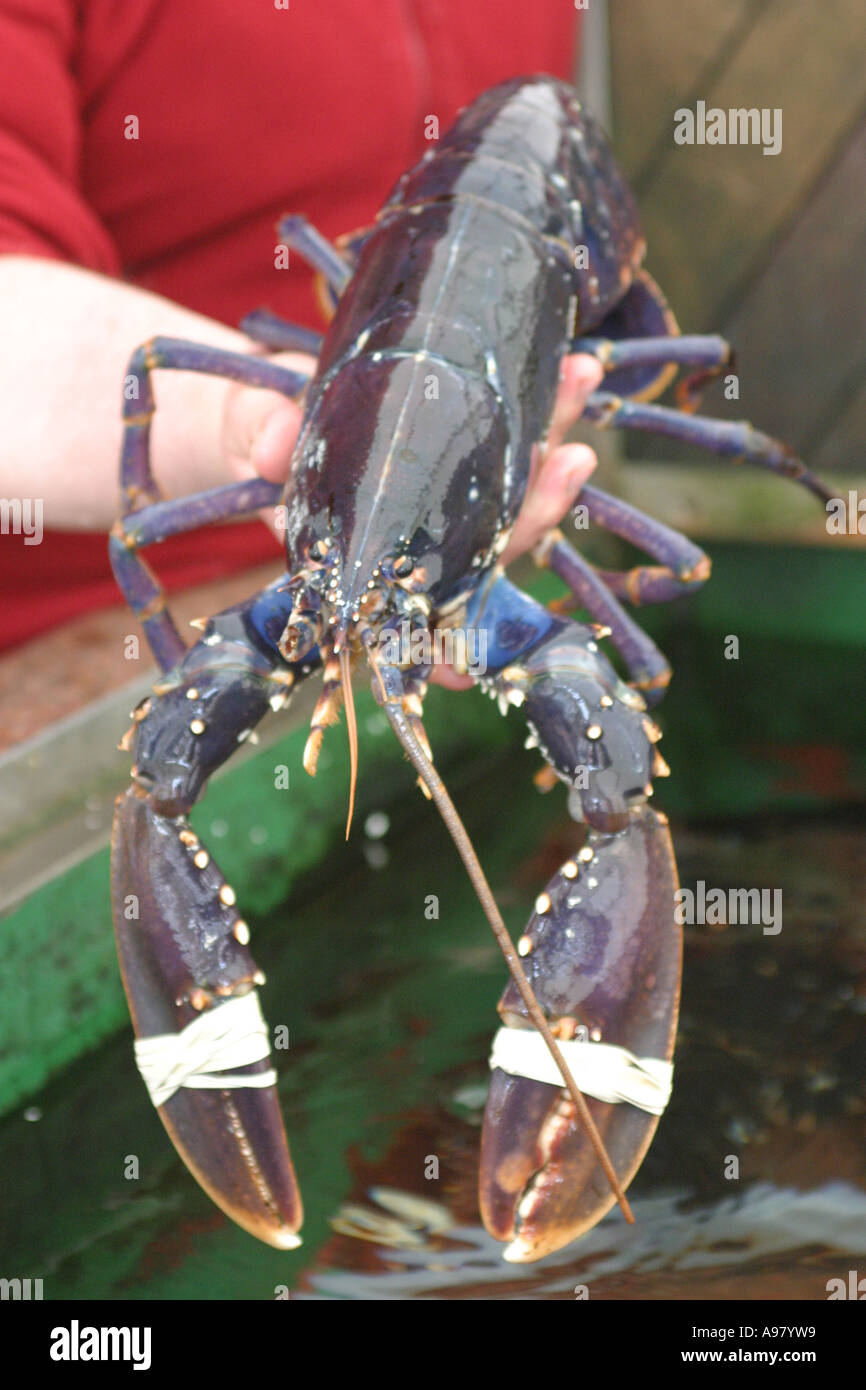 Eine norwegische blauer Hummer Stockfoto