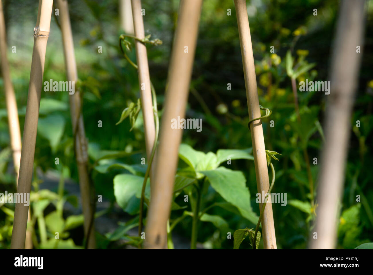 Junge Runner Bean Pflanzen klettern Stöcke, Wales Stockfoto