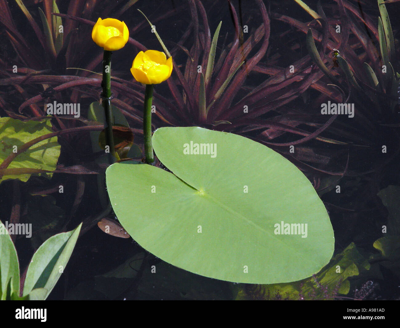 POLAREN Nymphar Lutea Branchentelefonbuch teichrose Stockfoto