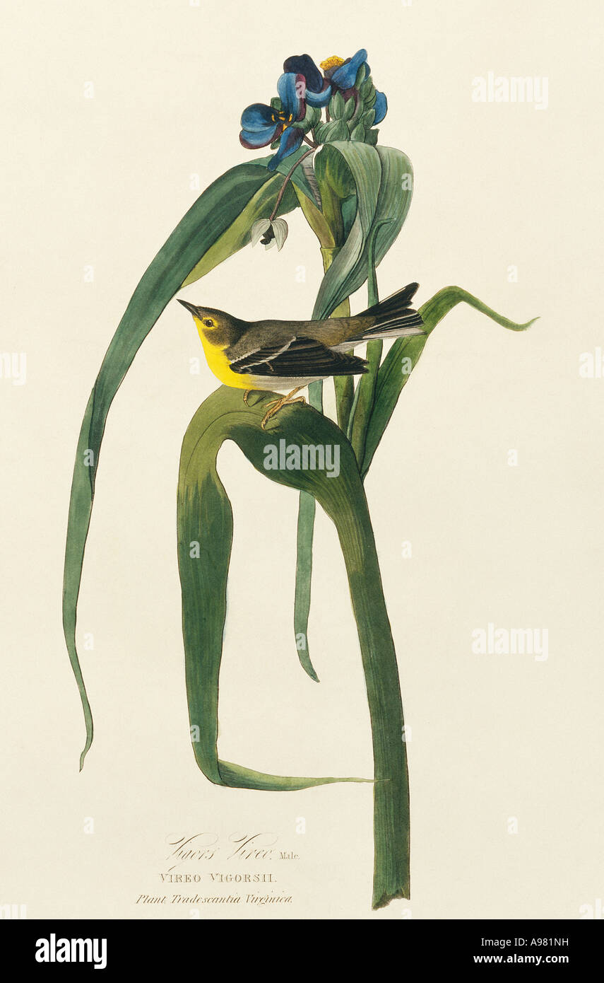 Dendroica Pinus Kiefer warbler Stockfoto