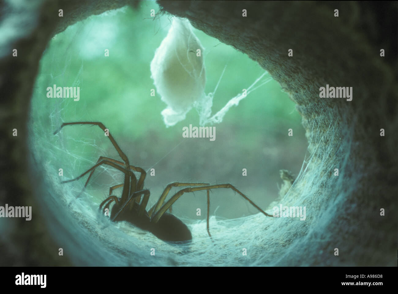 Haus Spinne in seiner Höhle in einer Rolle der alten Teppich in einem Gartenhaus Stockfoto