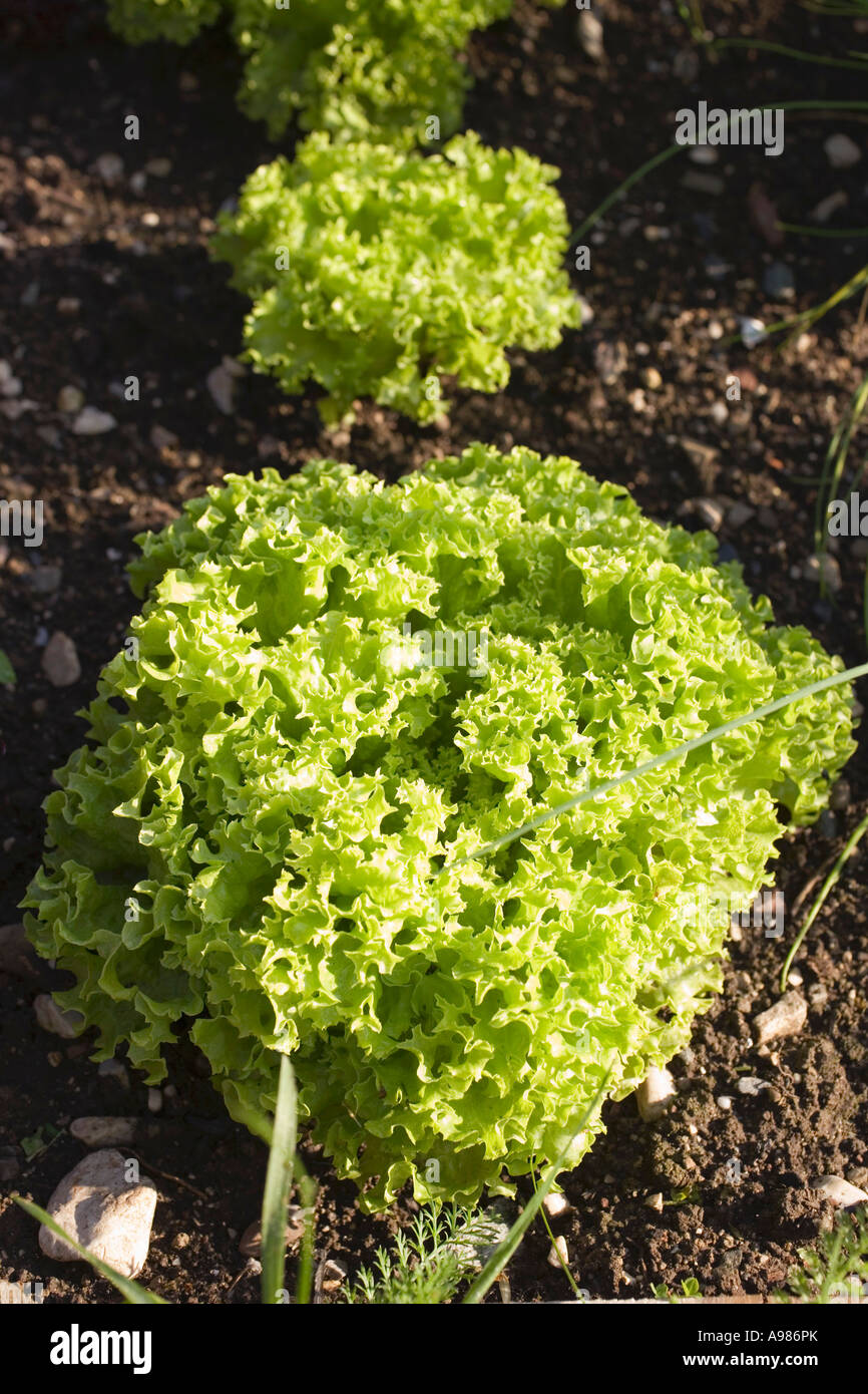 Lollo Biondo im Feld FoodCollection Stockfoto