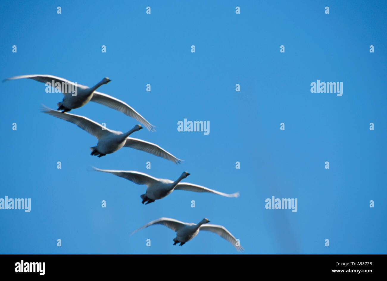 Wooper Schwäne (Cygnus Cygnus) im Flug. Stockfoto