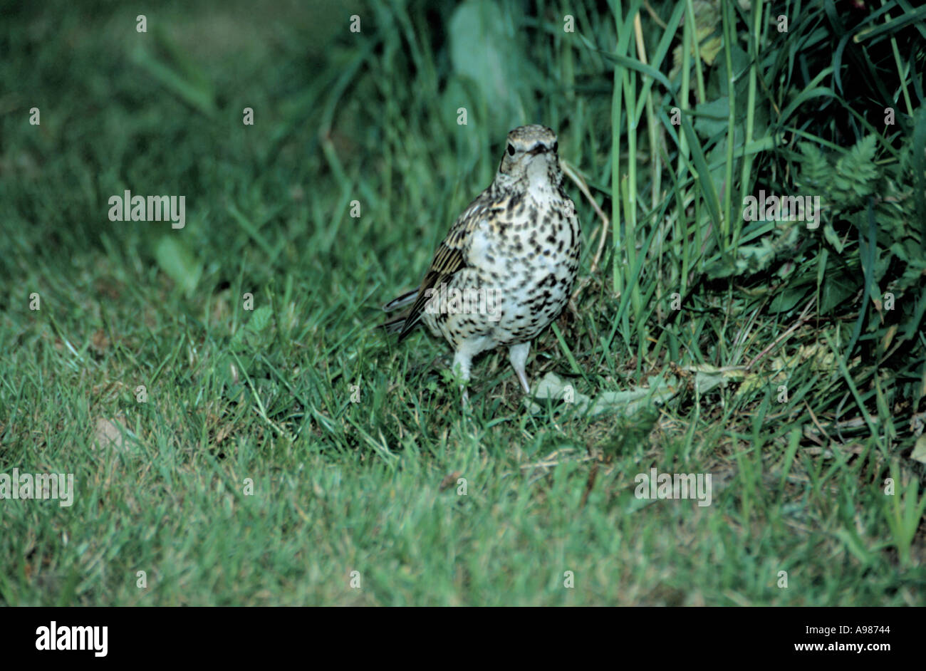 Misteldrossel Drossel (Turdus Viscivorus) auf der Suche nach Nahrung in einem Garten. Stockfoto