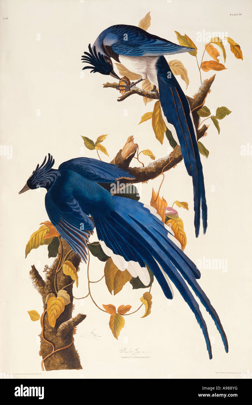 Calocitta Colliei schwarz throated Magpie jay Stockfoto