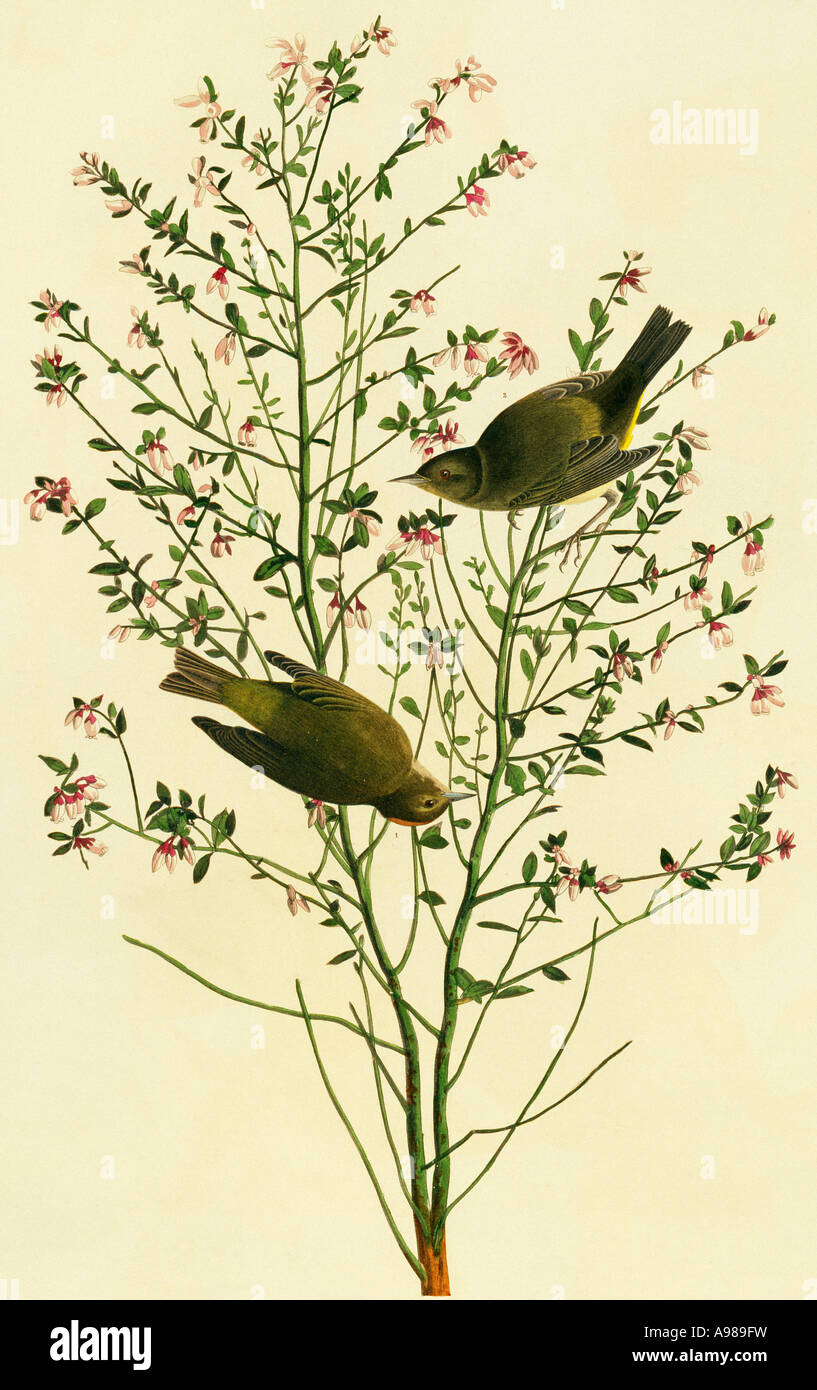 Vermivora Celata Orange gekrönt warbler Stockfoto