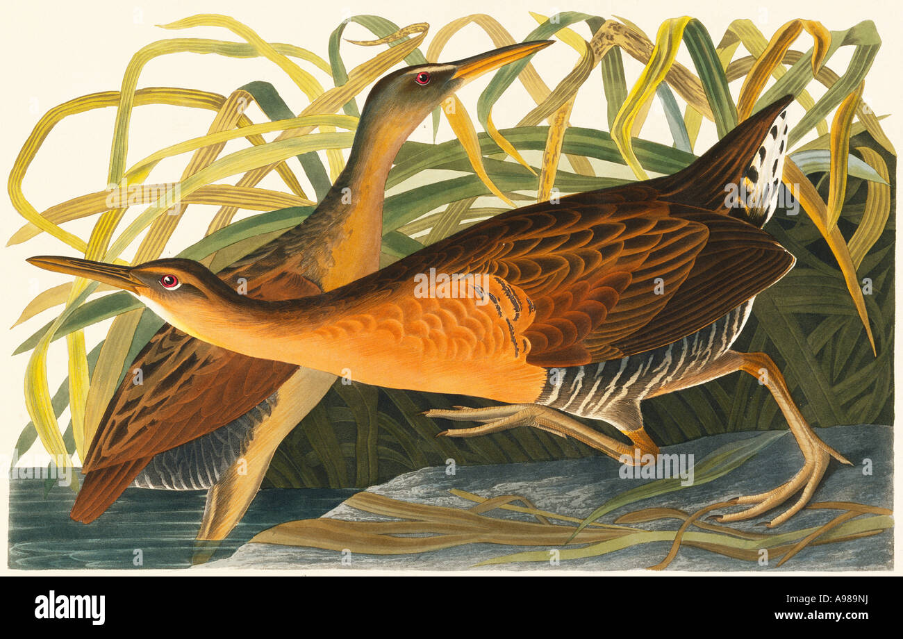 Rallus Elegans König Schiene Stockfoto