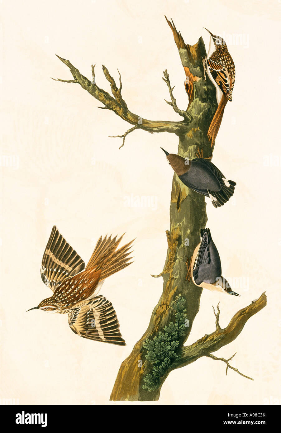Certhia Americana braune Kriechpflanze Sitta Pygmaea Pygmäen Kleiber Stockfoto