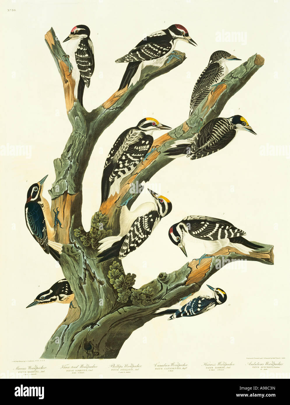 Picoides Villosus Picoides Tridactylus Picoides pubescens